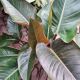 PHILODENDRON 10