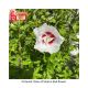 ROSE OF SHARON BALI #3