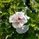 ROSE OF SHARON BALI #3