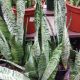 SNAKE PLANT ZEYLANICA 6