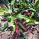CROTON MAMMEY 8