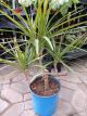 DRACAENA MARGINATA CANDLEABRA