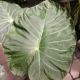 ALOCASIA REGAL SHEILDS