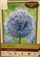 ALLIUM CAERULEUM 20PP