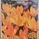 CROCUS YELLOW MAMMOUTH 10PP