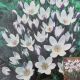 CROCUS LADY KILLER 10PP