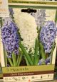 HYACINTH DELFT BLUE MIX 5PP