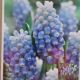 GRAPE HYACINTH (MUSCARI) PEPPERMINT 20PP