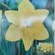 NARCISSUS DUTCH MASTER 7PP