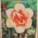 NARCISSUS PINK PARADISE 7PP