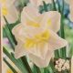 NARCISSUS WHITE LION 7PP