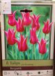 TULIP BURGUNDY 8PP