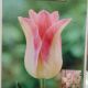TULIP ELEGANT LADY 7PP