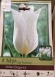 TULIP WHITE ELEGANCE 8PP