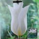 TULIP WHITE ELEGANCE 7PP