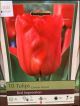 TULIP RED IMPRESSION 10PP