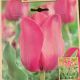 TULIP DON QUICHOTTE 7PP
