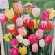 TULIP RAINBOW MIX 10PP