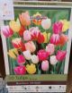 TULIP RAINBOW MIX 10PP