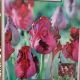 TULIP BLACK PARROT 7PP