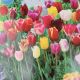 TULIP  BREEDERS MIXTURE 12PP