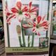 BULB AMARYLLIS AMBIANCE