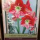 BULB AMARYLLIS FLAMENCO QUEEN