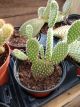 CACTUS MICKEY MOUSE 4