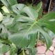 PHILODENDRON MONSTERA DELICIOSA 6