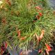 FIRECRACKER PLANT