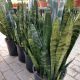 SNAKE PLANT BLACK CORAL