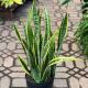 SNAKE PLANT LAURENTII