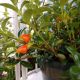 GOLDFISH PLANT HANGING BASKET 6.5