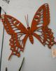 BUTTERFLY RUST 17.5X15