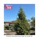 ARBORVITAE GREEN GIANT  9'-10