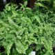 FERN 3.5