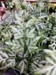 FERN 3.5