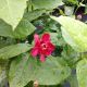 SWEETSHRUB APHRODITE 3'