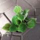 PILEA 4