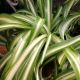 SPIDER PLANT 4