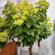 HYDRANGEA LITTLE LIME #7 TF