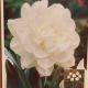 NARSCISSUS OBDAM 7PP