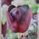 TULIP QUEEN OF  NIGHT 7PP