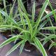 SPIDER PLANT 6