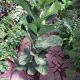 FICUS 10