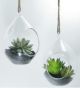 5' GLASS TEAR DROP W/SUCCULENT