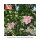 ROSE OF SHARON BLUEBERRY #15TF