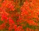 MAPLE OCTOBER GLORY #10