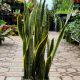 SNAKE PLANT 8