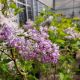 LILAC SCENTARA DBL BLUE #3
